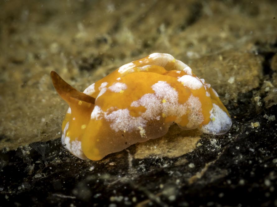 Gastropteron sp. A